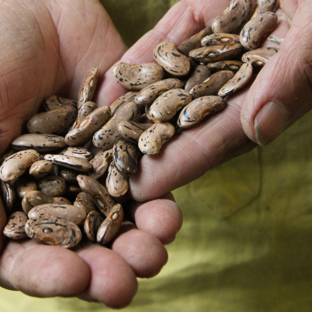 Spotlight Muse: Kay Baxter on Regenerative Farming